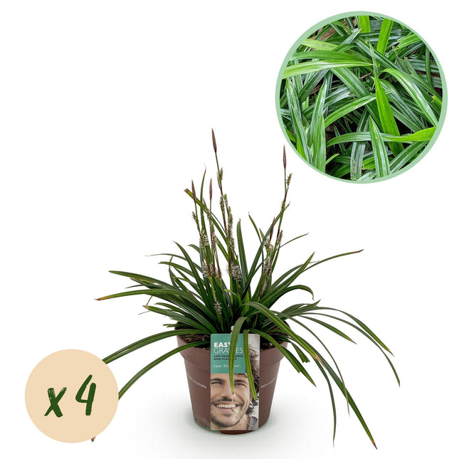 Carex morrowii Irish Green - Zegge - Groen & Geel - ↕50cm - Ø17cm - 4x