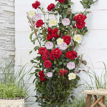 Rosa Crazy in love 'Pink' - Rosa rampicante - ↕65cm - Ø15cm - 3x