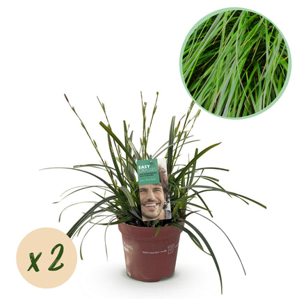 Carex oshimensis Vert intense - Laîche - ↕50cm - Ø17cm - 2x