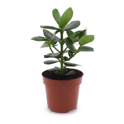 Clusia Princess - Clusia - Pot 12cm - Hoogte - 40cm