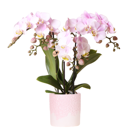 Kolibri Orchids | Orchidée rose Portugal + cache-pot Bloom – diamètre du pot Ø9cm | plante d'intérieur fleurie – fraîchement livrée par le producteur