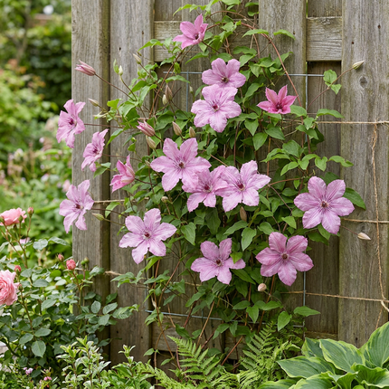 Clematis Hagley Hybrid - Bosrank 4x - Roze - Klimplant - Ø9cm - ↕35cm