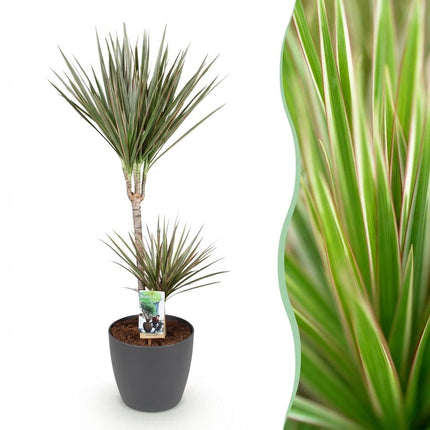 Dracaena Marginata Bicolor - Drakenbloedboom - met grijze plantenpot - ↕90-100cm - Ø21cm