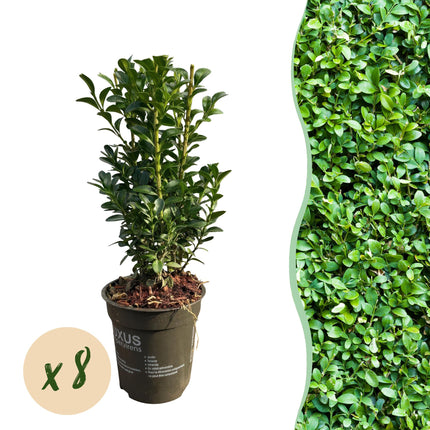 Buxus sempervirens - 1 metro lineare - ↕20-25cm - Ø9cm - 8x
