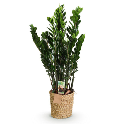 Zamioculcas - ZZ-Pflanze - mit Korb - ↕80-90cm - Ø21cm