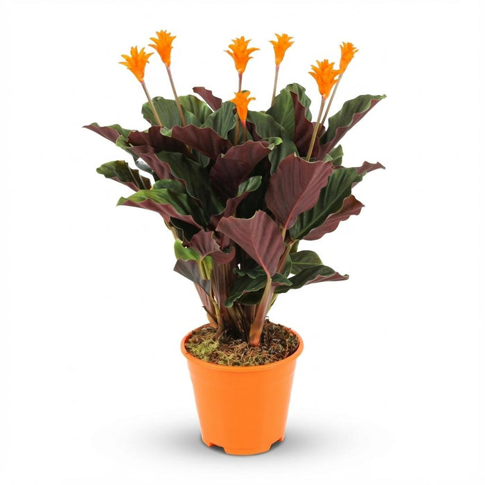 Calathea Crocata - ↕40-45cm - Ø14cm