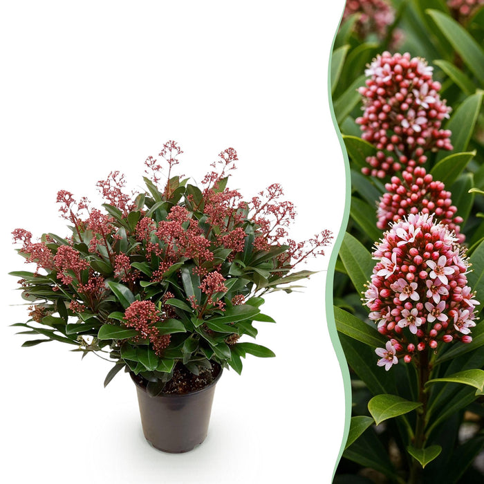 Skimmia japonica Rubella - Bloem Rood - 40+ Bloemen - ↕60cm - Ø19cm