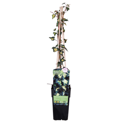 Hedera Helix 'Goldheart' - Ivy - ↕65cm - Ø15cm