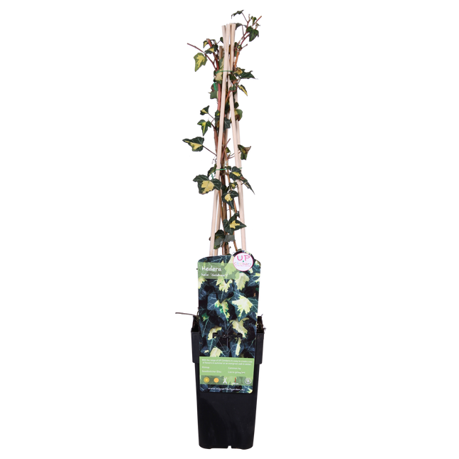 Hedera Helix 'Goldheart' - Klimop - ↕65cm - Ø15cm
