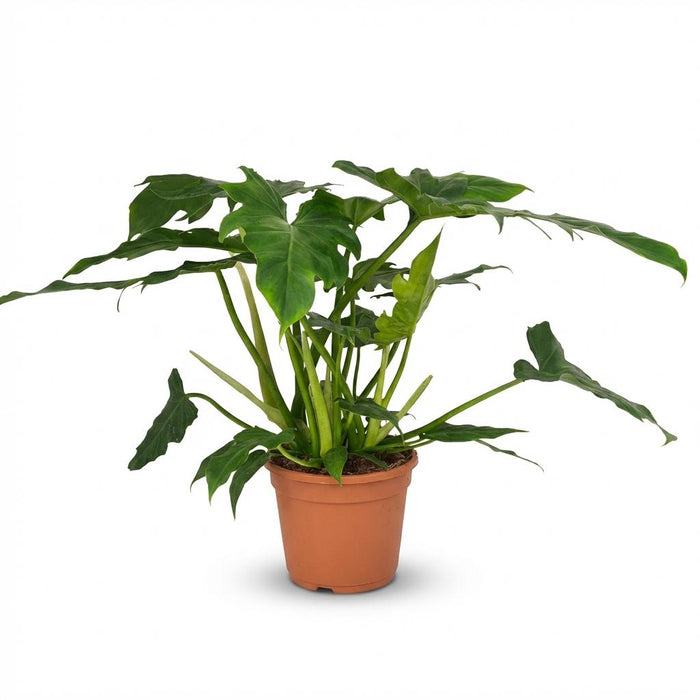 Philodendron Lacerum - ↕65cm - Ø19cm