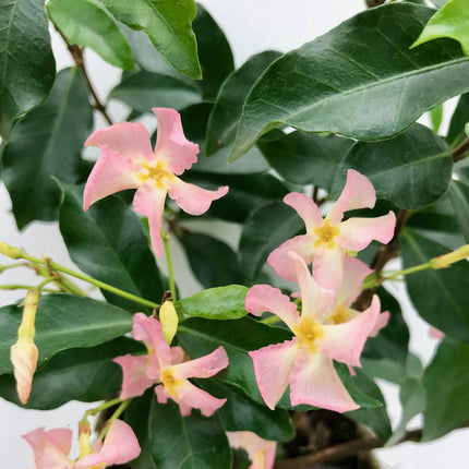 Trachelospermum 'Star of Ibiza' - Pink Tuscan Jasmine - ↕65cm - Ø15cm
