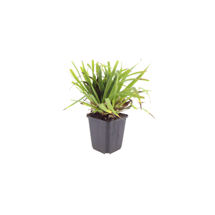 Luzula sylvatica - Giunco ​​grande - ↕10-25cm - Ø9cm - 6x