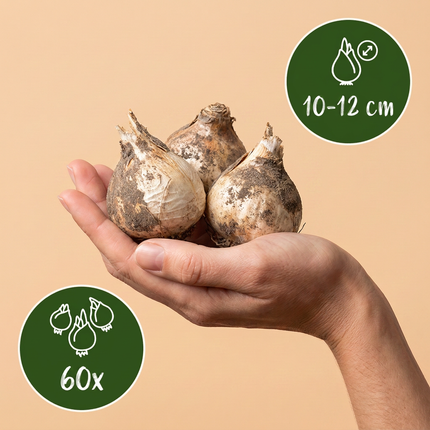 60x Allium Christophii - Bloembollen - Sterrenlook - Paars - Zomerbloeier - Bolmaat 10/12