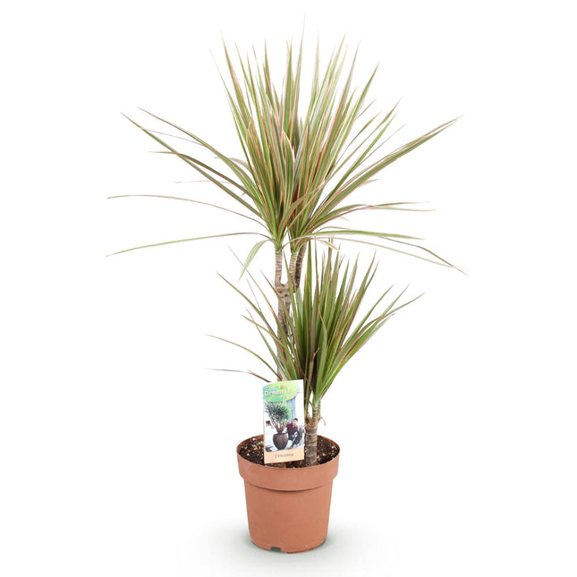 Dracaena Marginata Bicolor - Dragetræ - ↕70-75cm - Ø17cm