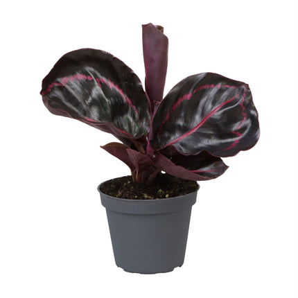 Calathea Dottie® - Pauwenplant - Paars - Roze - Tropisch - Ø6cm - ↕15cm