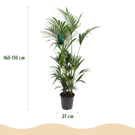 Howea Forsteriana - Kentia Palm - ↕160-170cm - Ø27cm