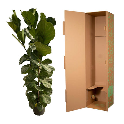 Ficus Lyrata shrub - 180 cm - Ø27