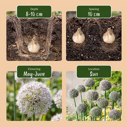 40x Allium Ping Pong - Bloembollen - Sierui Ping Pong - Wit - Zomerbloeier - Bolmaat 6/7