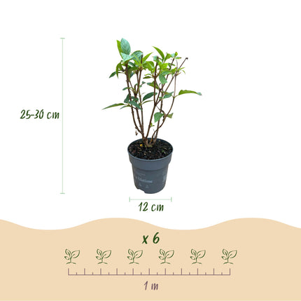 Hydrangea panniculata Living Pink & Rose - Ortensia a pannocchia - Resistente - Rosa - 1 pianta - Vaso da 12 cm - Altezza 20-30 cm