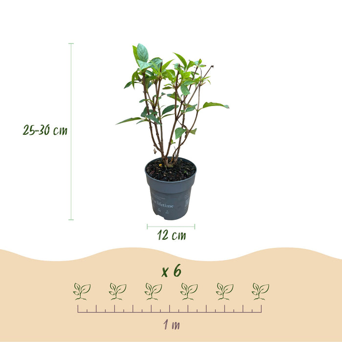 Hydrangea panniculata Living Pink & Rose - Pluimhortensia - Winterhard - Roze - 1 Plant - Pot 12cm - Hoogte Hoogte 20-30cm