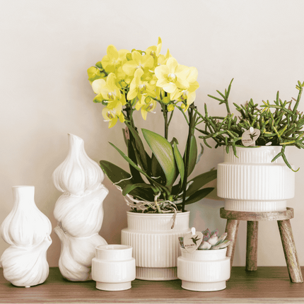 Kolibri Orchids | Gift Set Allure Wit - Oranje Phalaenopsis Orchidee Mineral Bolzano & Succulent