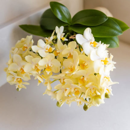 Kolibri Orchids | Combi Deal - 2 Gele Phalaenopsis Orchideeën Botanic Yellow - Ø9 cm