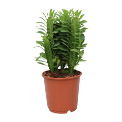 Collection image for: Euphorbia