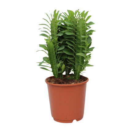 Euforbia Trigona - ↕40cm - Ø12cm