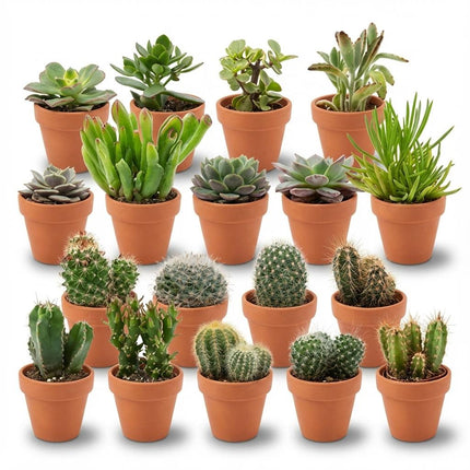 Mini Cactus & Vetplanten Mix - ↕5-10cm - Ø8,1cm - Terracotta Potten - 18x