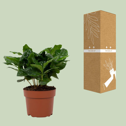 Coffea Arabica - ↕22cm - Ø12cm