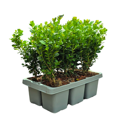 Buxus NewGen Freedom – 12x6-pak - Hårdføre stedsegrønne buske 72 x Ø7cm - ↕15cm - Kompakt buksbom