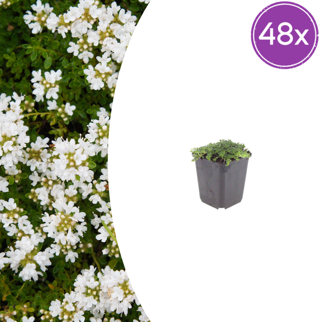 Thymus praecox 'Albiflorus' - Kruiptijm - ↕10-25cm - Ø9cm - 48x