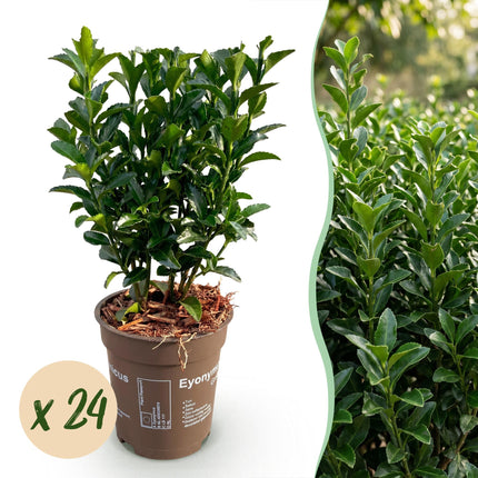 Euonymus japonica Green Spire - Kardinaalsmuts - 24x Haagplanten - Groenblijvend - Groen - Pot 9cm - Hoogte 20-25cm