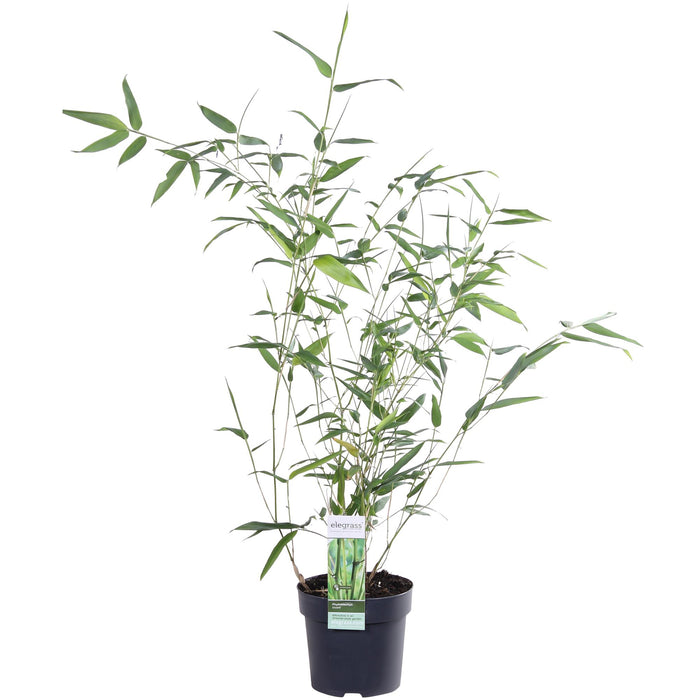 Phyllostachys 'Bissetii' - Groene stam Bamboe - ↕40cm - Ø14cm