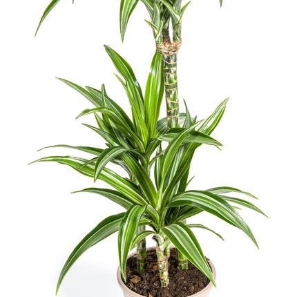 Dracaena Deremensis White Stripe mit Korb - ↕90-110cm - Ø21cm