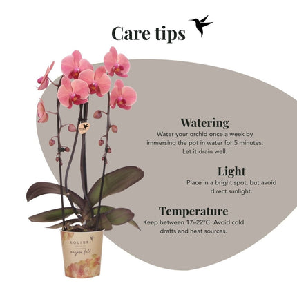 Kolibri Orchids | Combi Deal - 4 Zalmroze Phalaenopsis Orchideeën Niagara Fall Narbonne - Ø12 cm