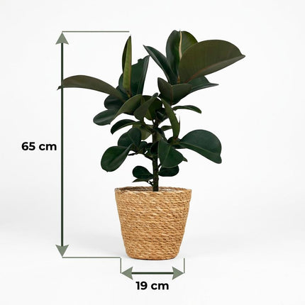Ficus Elastica Cloe - Roślina kauczukowa - z koszykiem - ↕65cm - Ø19cm