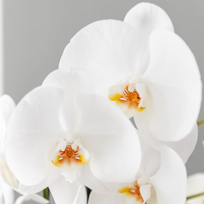 Kolibri Orchids | Scandic Copper pot Ø12cm met witte Niagara Falls orchidee – vers van de kweker