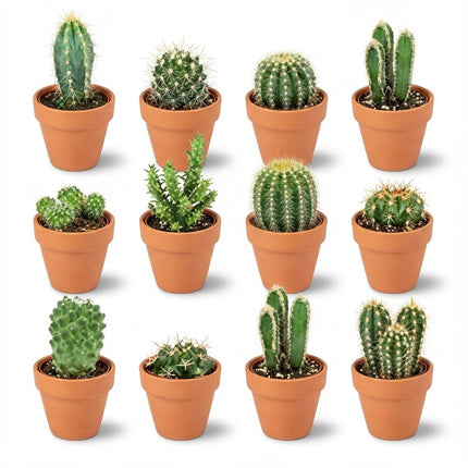 Mini-Kaktusmischung – ↕5–10 cm – Ø8,1 cm – Terrakottatöpfe – 12 Stück