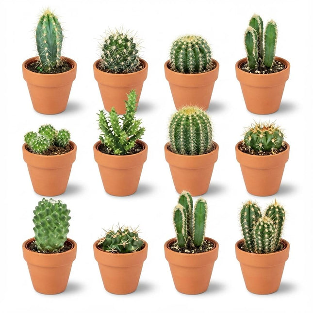 Mini Cactus Mix - ↕5-10cm - Ø8.1cm - Terracotta Pots - 12x