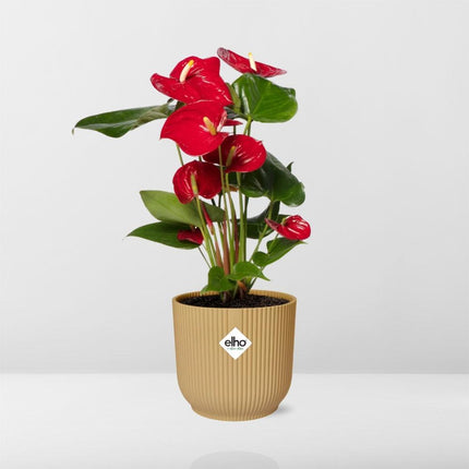 Anthurium Rosso Ø12cm - in giallo elho Vibes Fold Ø14cm