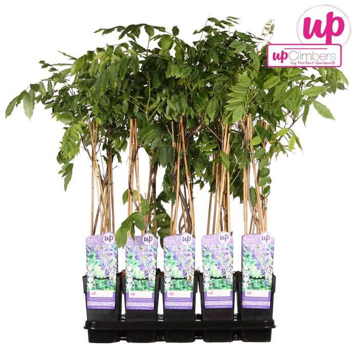 Wisteria sinensis 'Prolific' - Blauwe regen - ↕65cm - Ø15cm