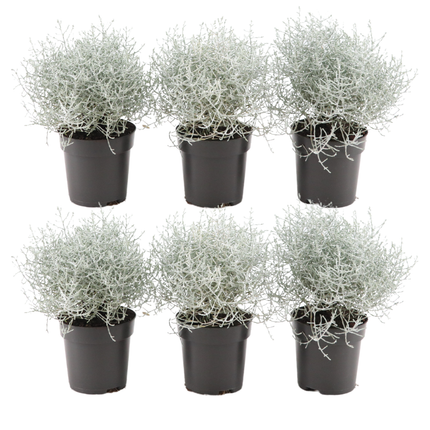 Calocephalus - Silver Shrub - ↕15cm - Ø10cm - 6x