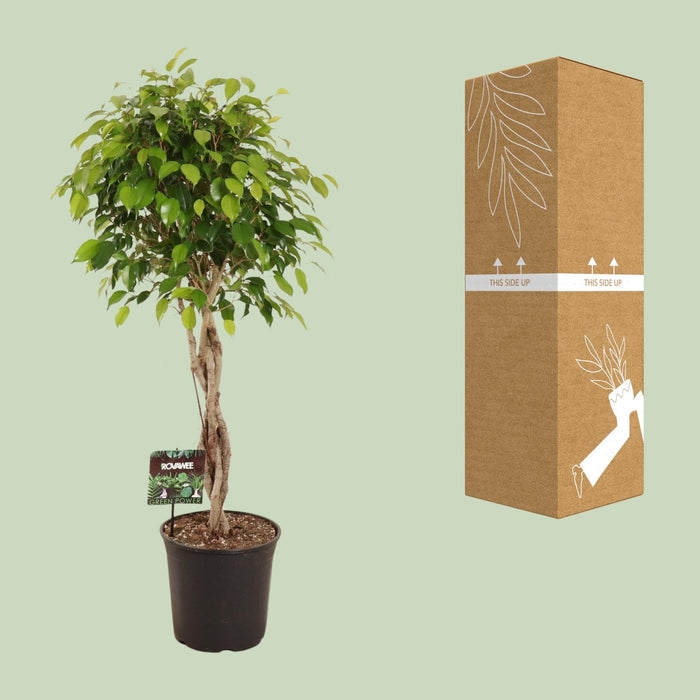 Ficus Benjamina Exotica - ↕120cm - Ø27cm