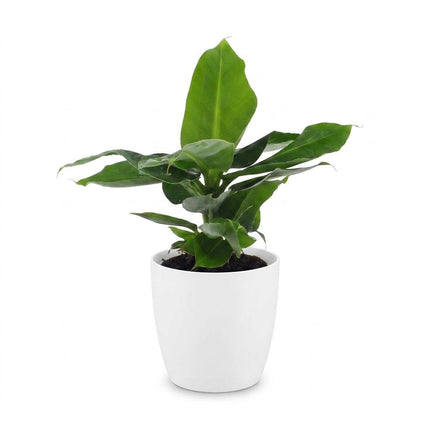 Musa Oriental Dwarf - Dwergbanaan - met Potter Wit - Pot 12cm - Hoogte - 30cm