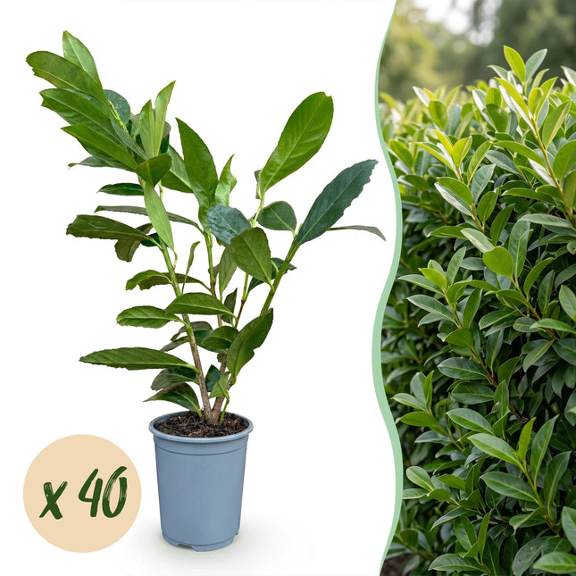 Prunus laur. Caucasica - Laurierkers - 40x Haagplanten - Groenblijvend - Groen - Pot 9cm - Hoogte 25-35cm