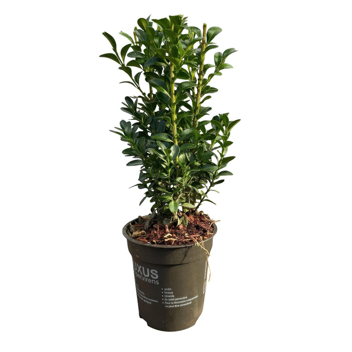 Haagplanten - Buxus sempervirens -  blad groen - 8 planten - 1 strekkende meter - groenblijvend - pot 9cm hoogte 20-25cm