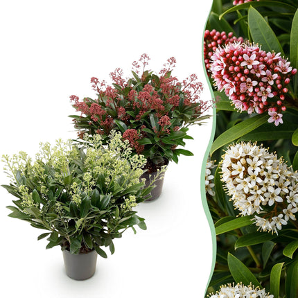 Skimmia japonica Duo – Weiß &amp; Rot – Über 40 Blüten – ↕60 cm – Ø19 cm – 2 Stück