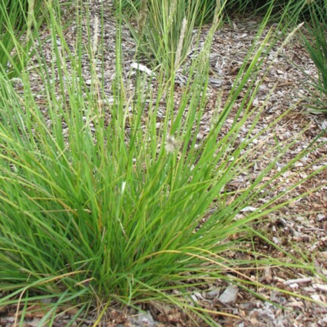 Hierba de brezo de otoño - Sesleria autumnalis - ↕10-25cm - Ø9cm - 12x