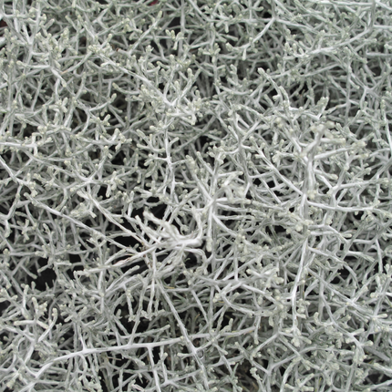 Calocephalus - Silver Shrub - ↕15cm - Ø10cm - 6x